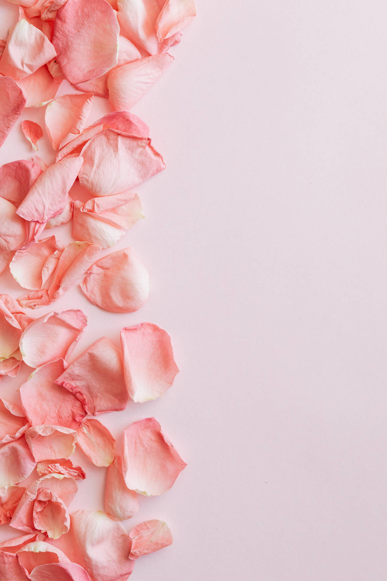 Minimalist Rose Petals In Pastel Pink
