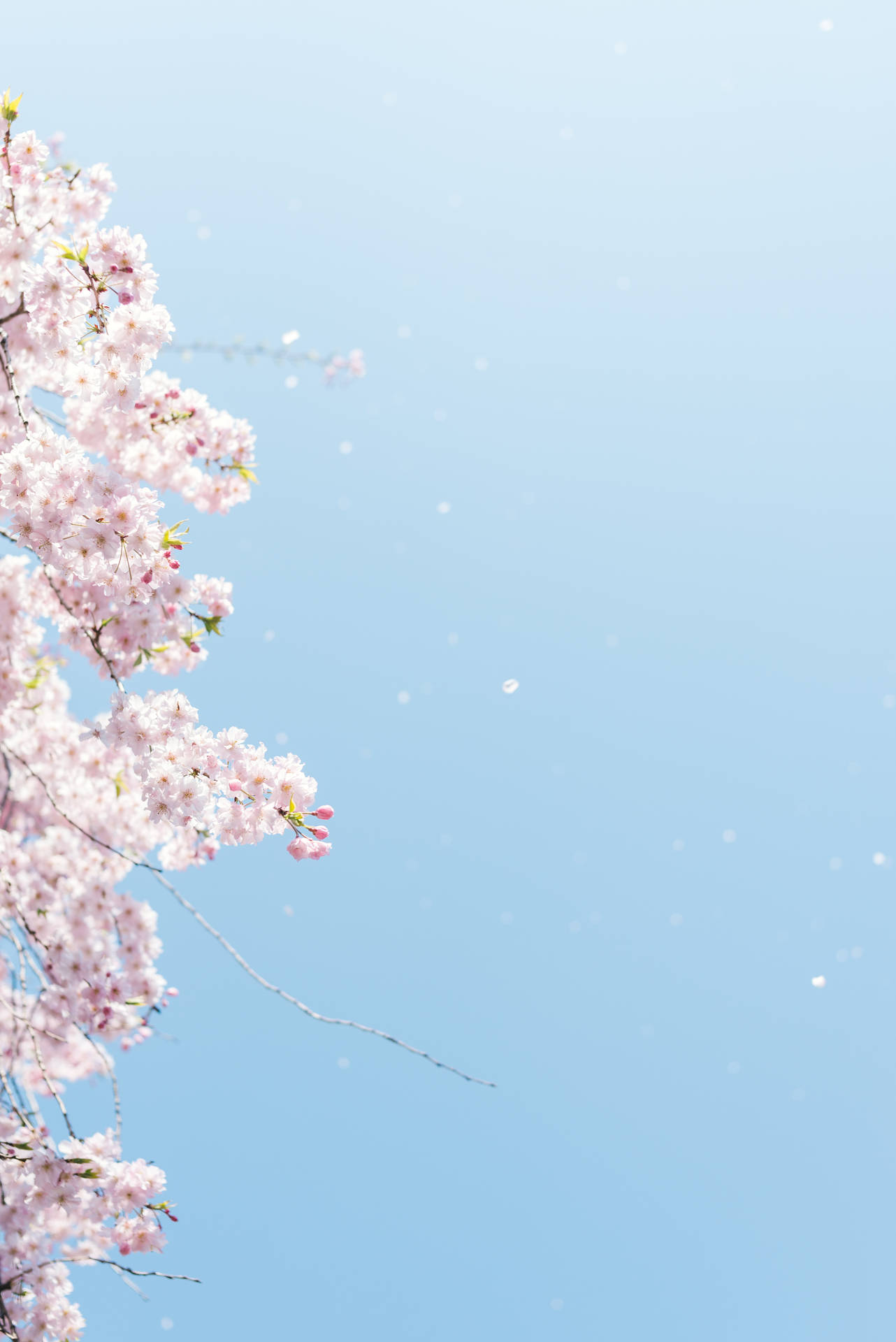 Minimalist Sakura Japan Wallpaper