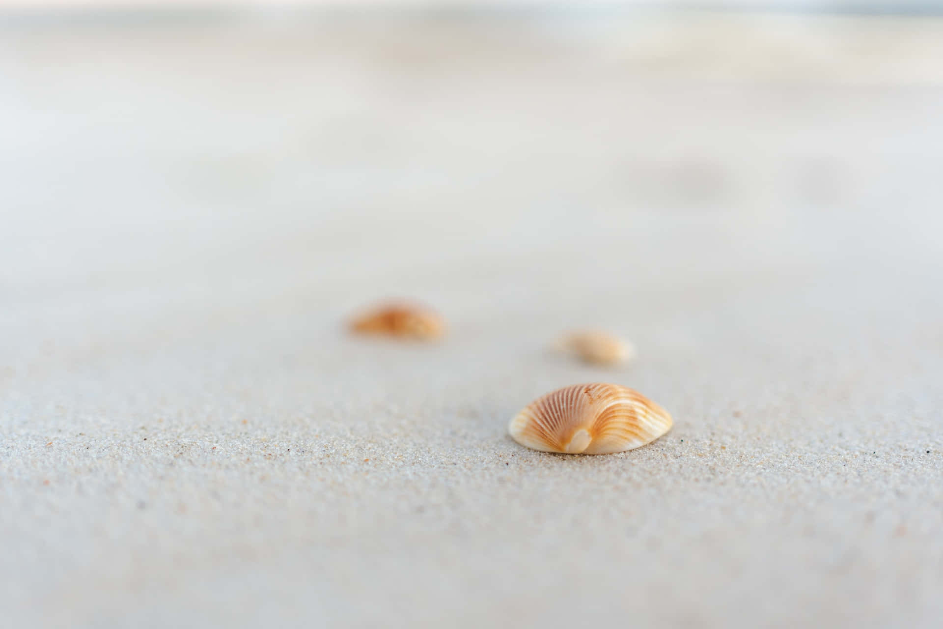 Minimalist Seashells On The White Sand Wallpaper