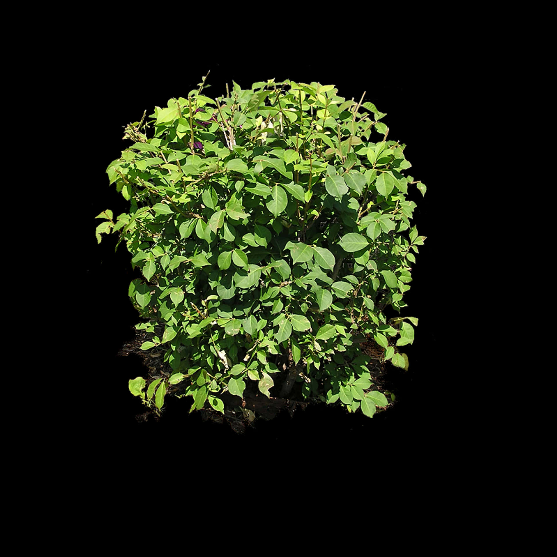 Minimalist Shaggy Green Dendrolobium Bush Picture