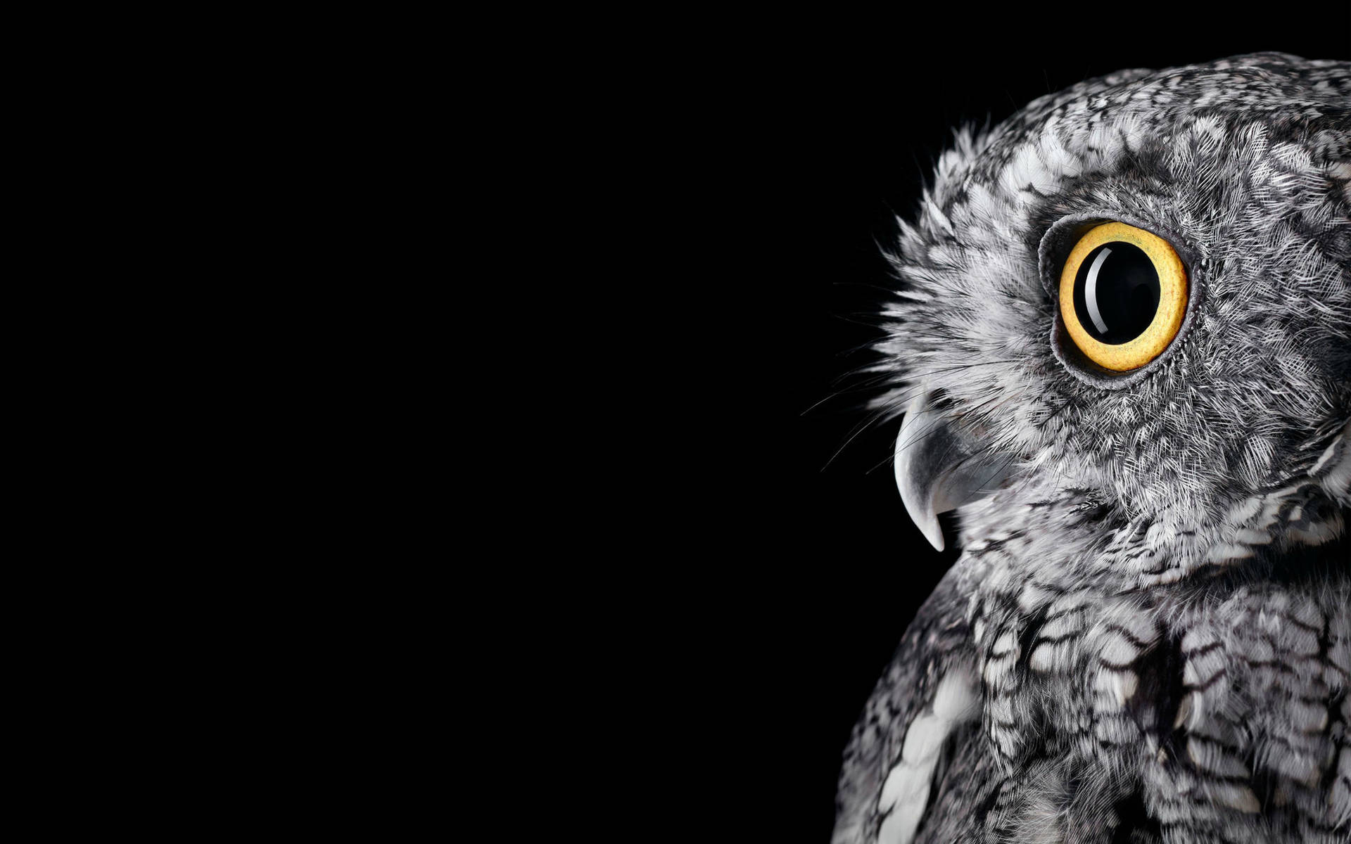 Minimalist Side View Owl
