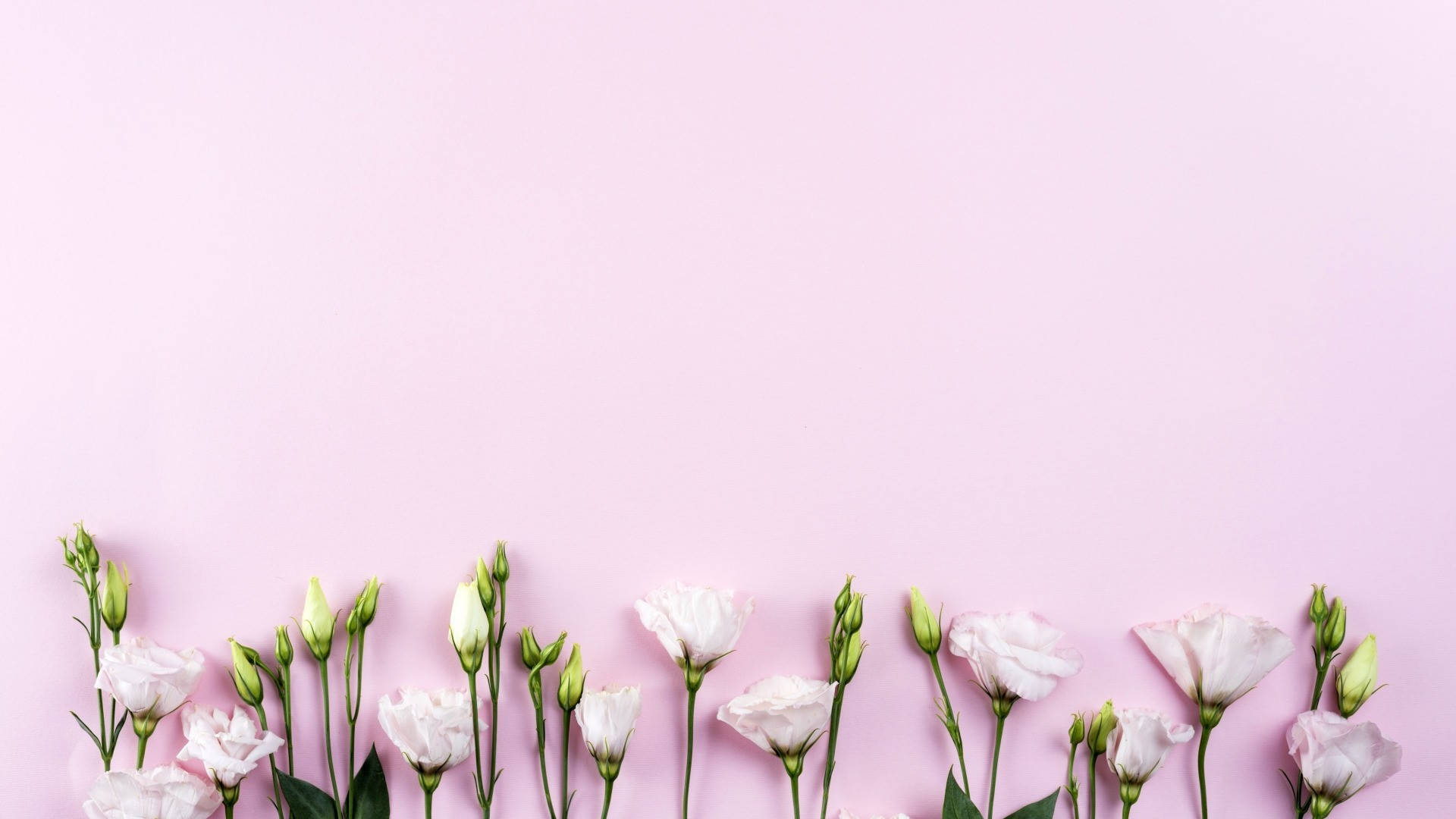 “Discover the beauty of spring with a minimalist approach.” Wallpaper