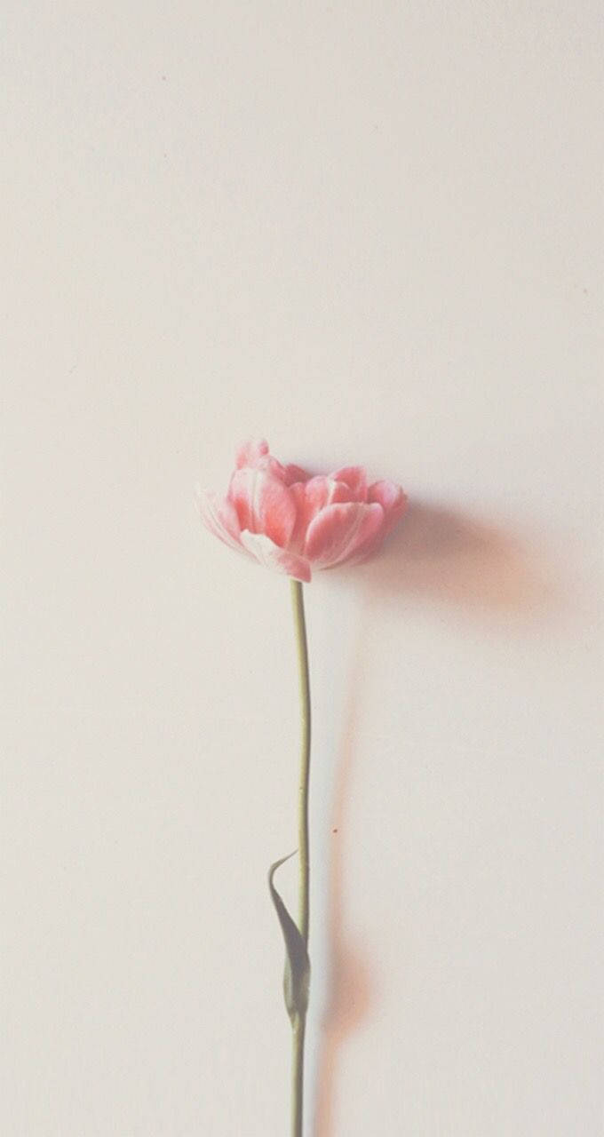 Enjoy the Blossoms of Minimalist Spring Wallpaper