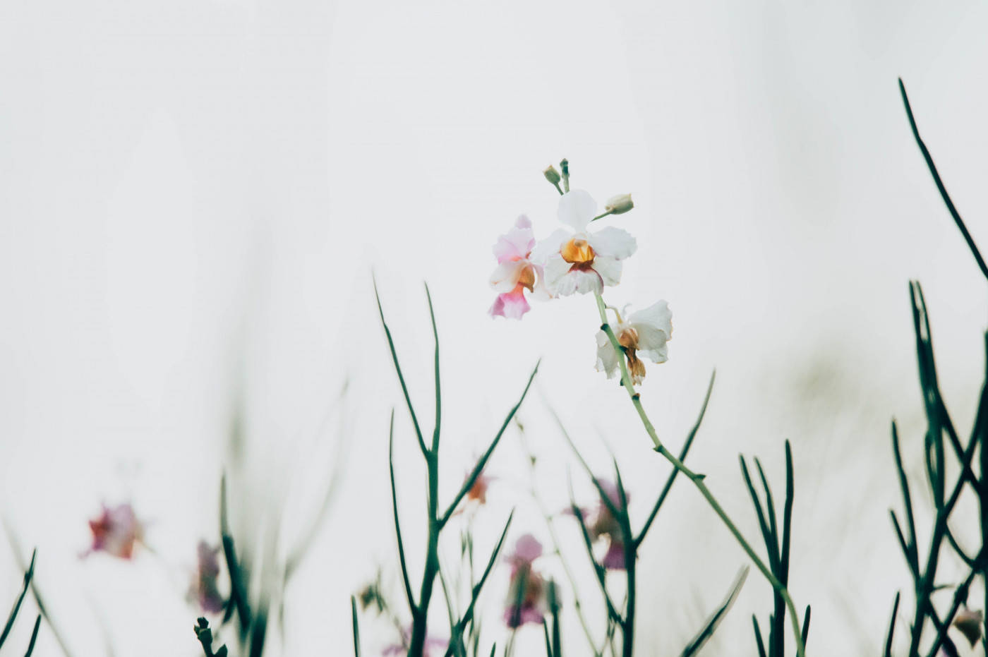 A minimalist spring that's full of beauty and hope Wallpaper