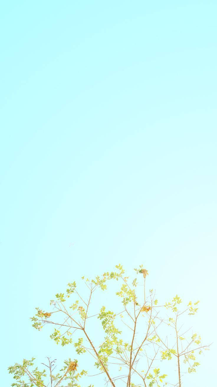 A Tree With Leaves In The Sky Wallpaper