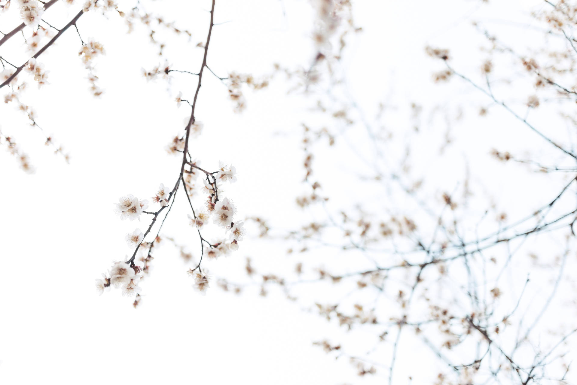 Embrace the simplicity and beauty of spring with a minimalist approach. Wallpaper