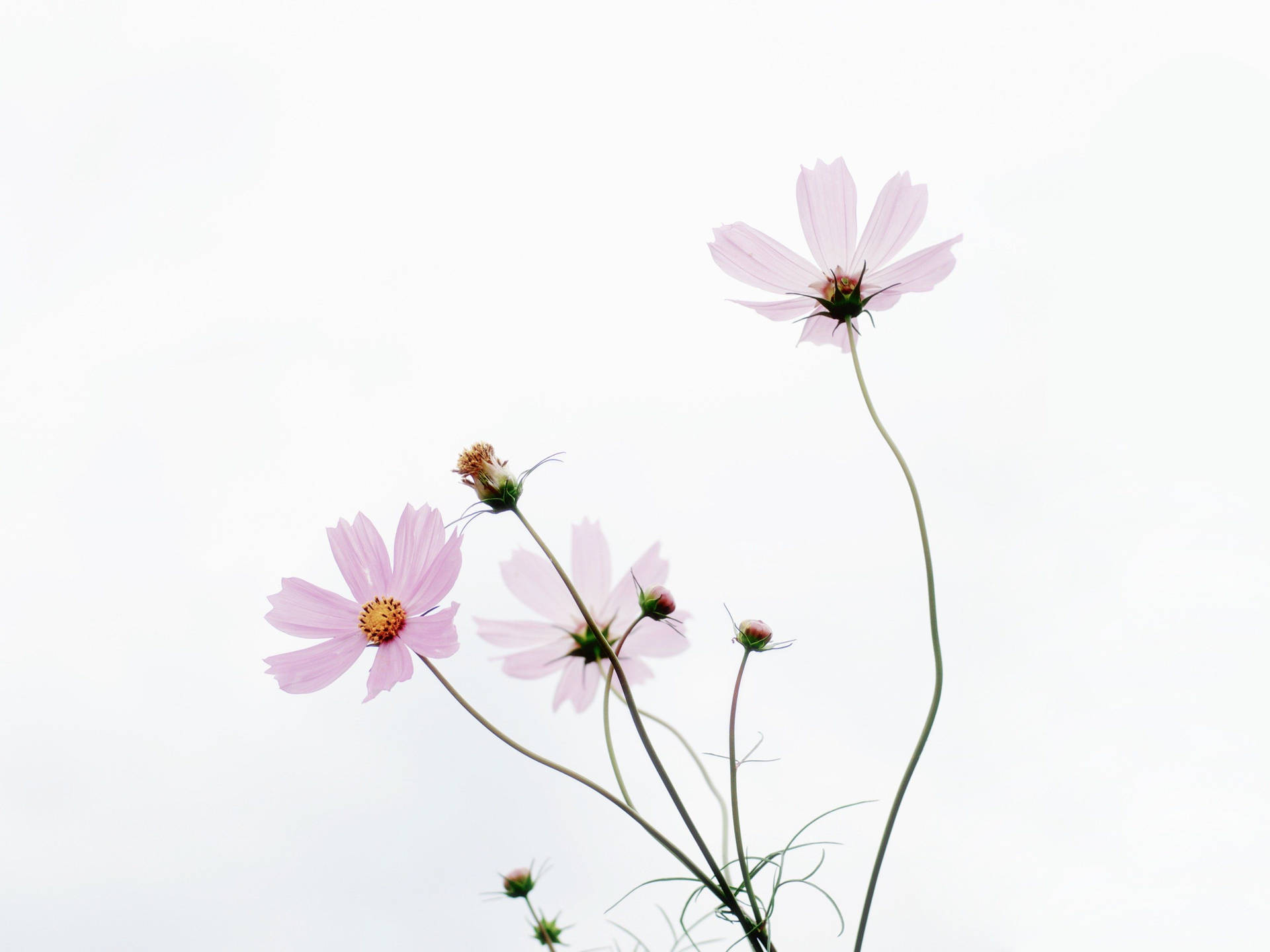 Enjoy the beauty of Spring in a Minimalist Style Wallpaper