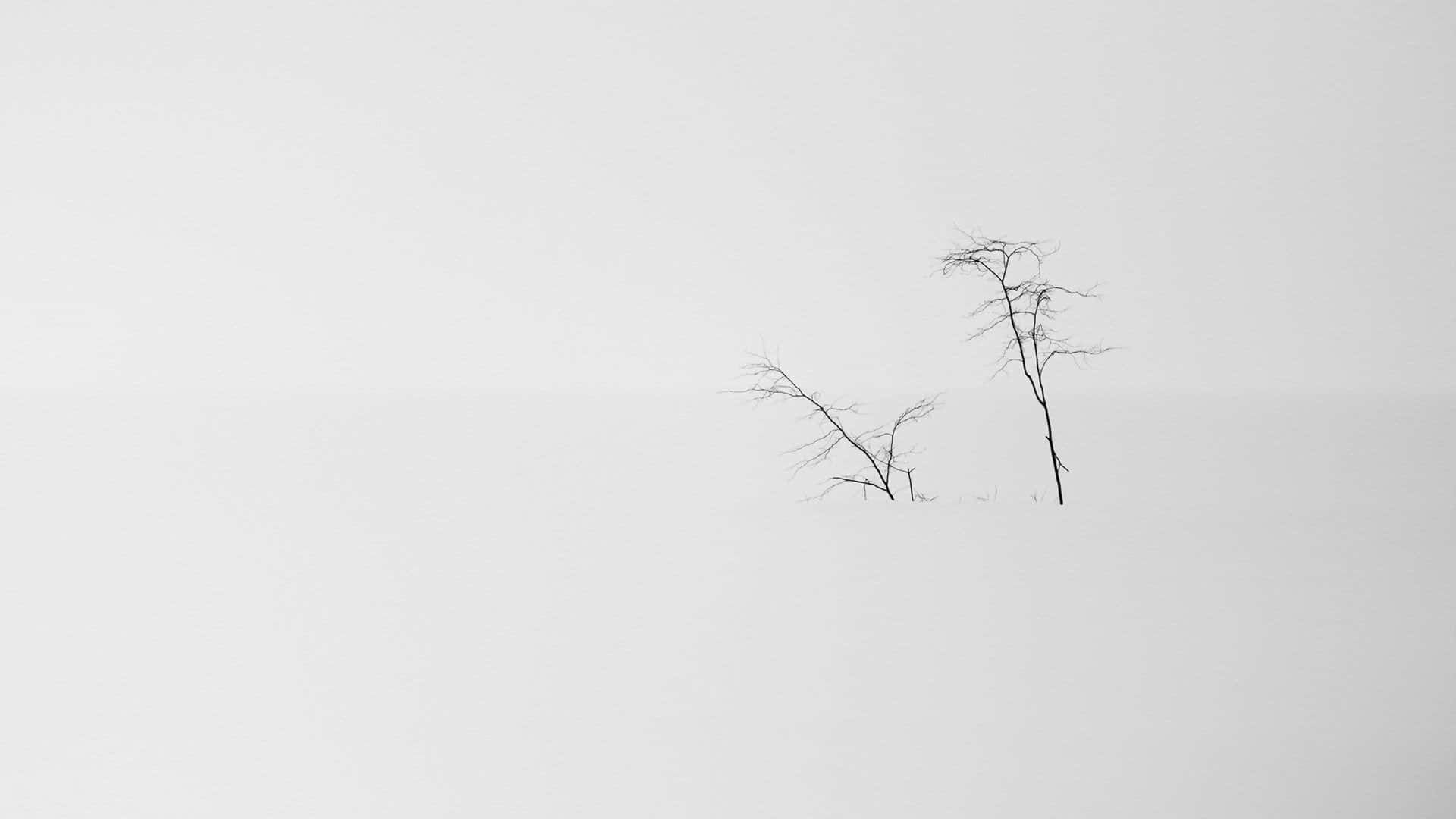 Minimalist_ Trees_in_ Mist Wallpaper