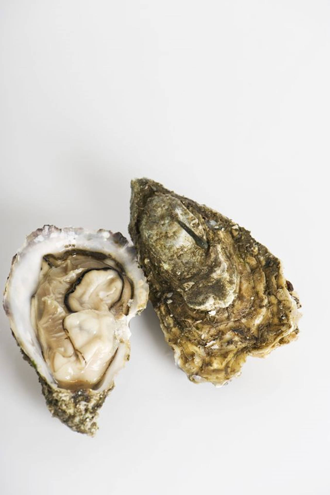 Minimalist Two Oysters Wallpaper