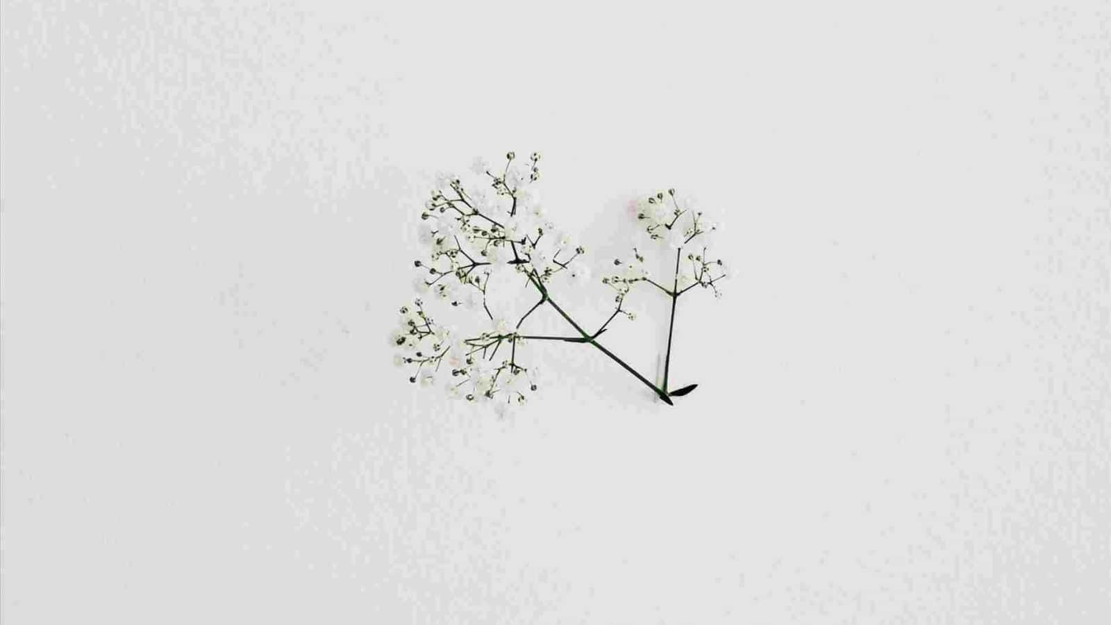 Minimalist White Floral Arrangement Wallpaper