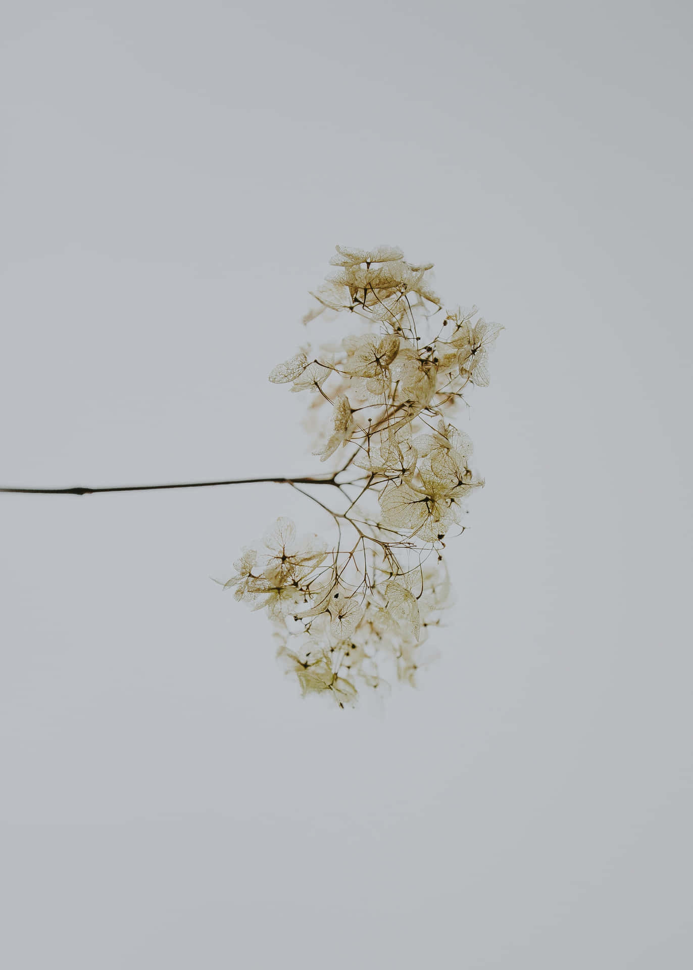 Minimalist White Flower Aesthetic.jpg Wallpaper