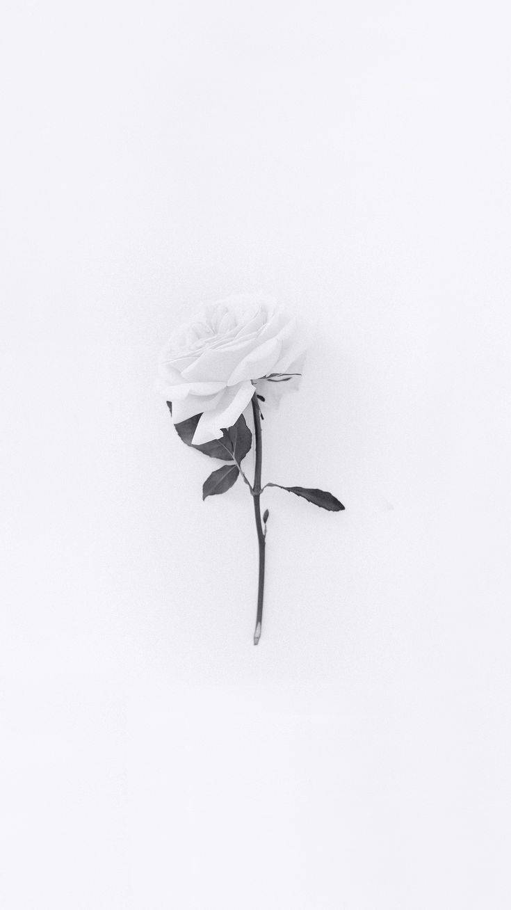 Minimalist White Flower iPhone Aesthetic Wallpaper