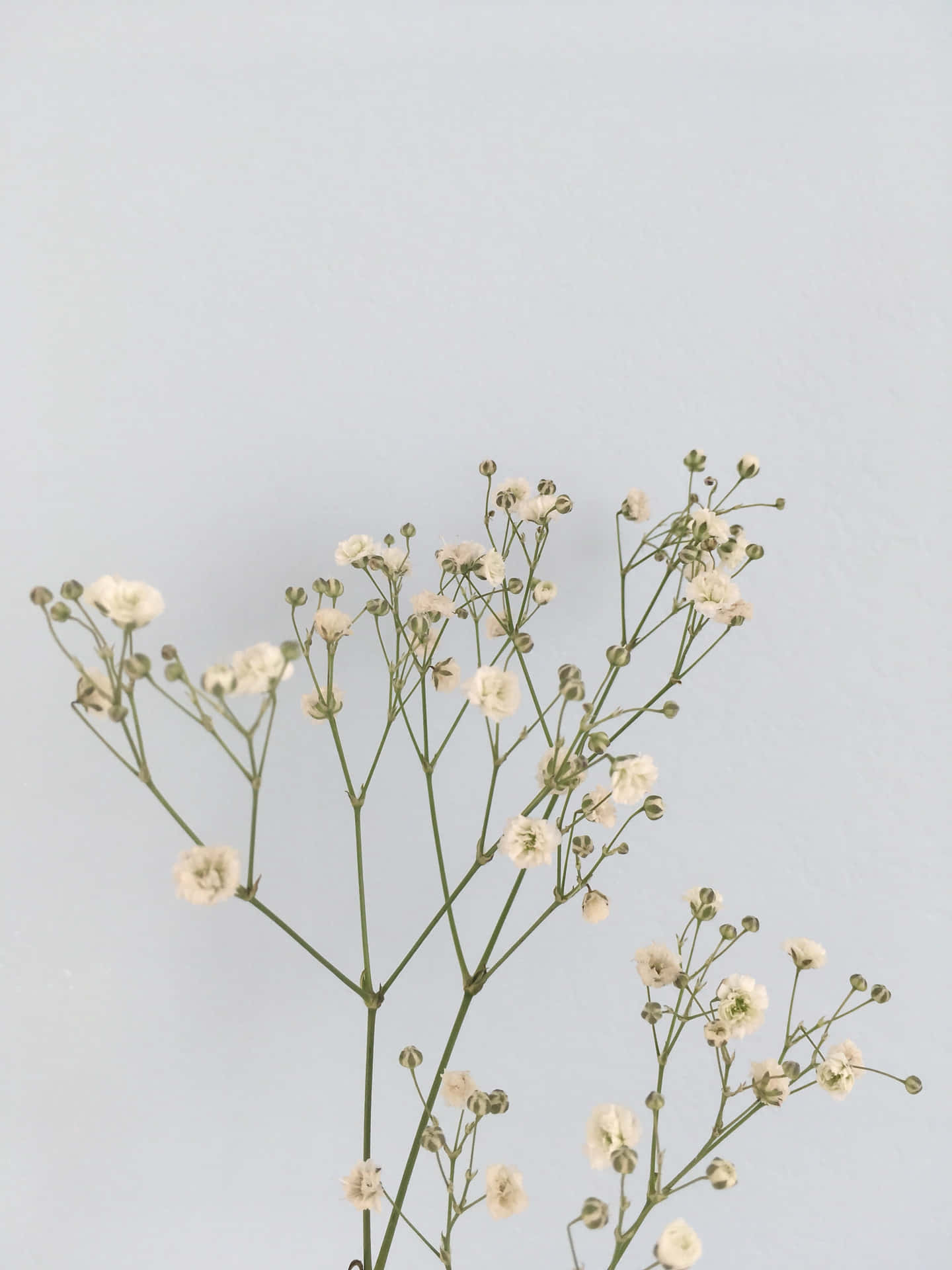 Minimalist White Flowers Against Gray Background.jpg Wallpaper