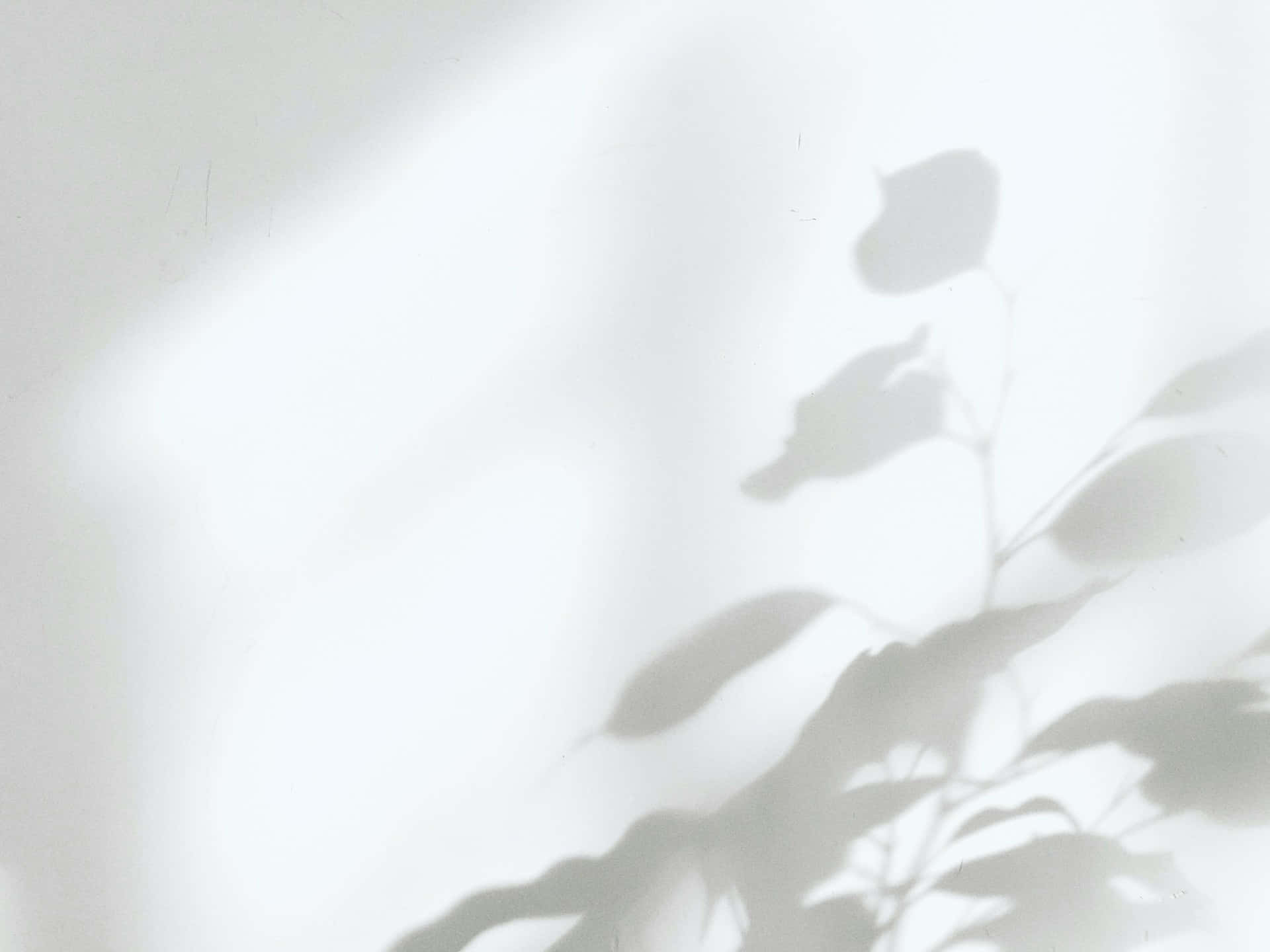 Minimalist White Leaf Shadows Wallpaper