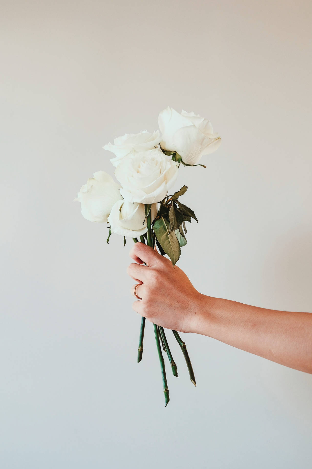 Bouquetde Flores Blanco Minimalista De Rosas. Fondo de pantalla