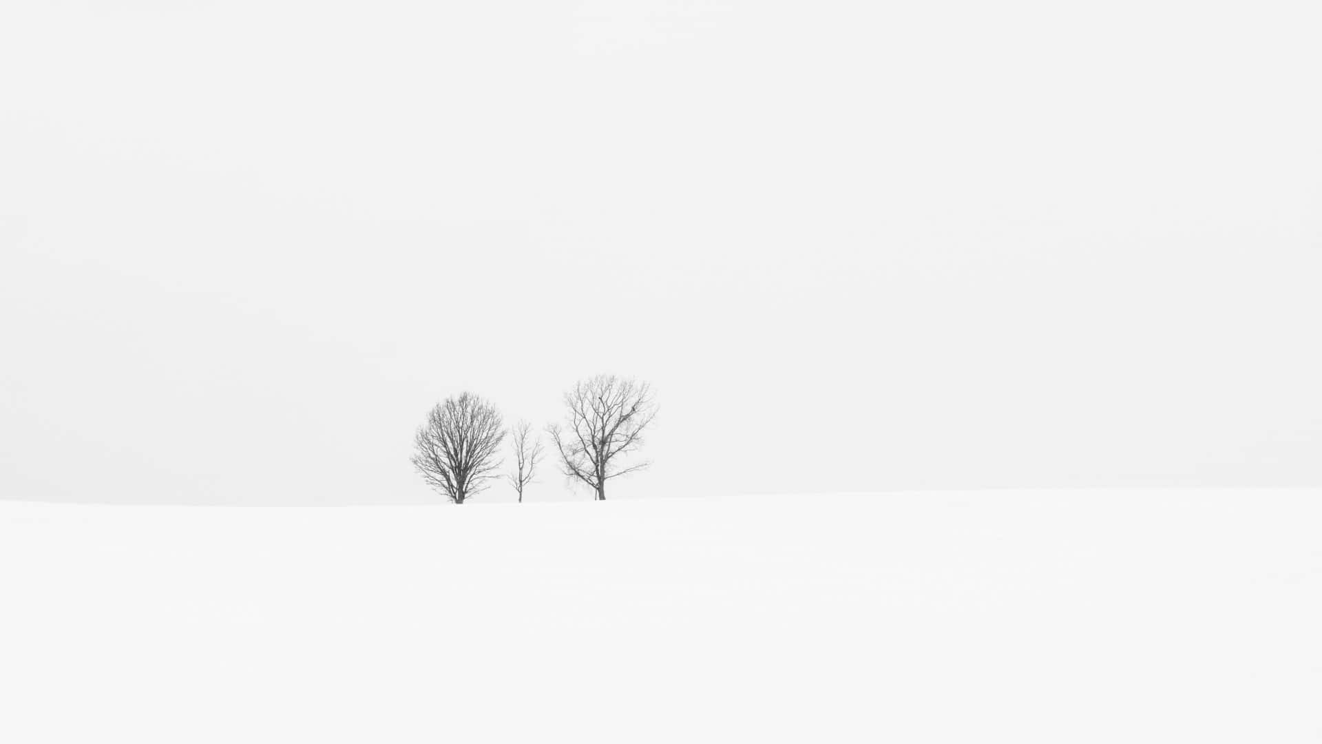 Intimate View of Winter Landscape Wallpaper