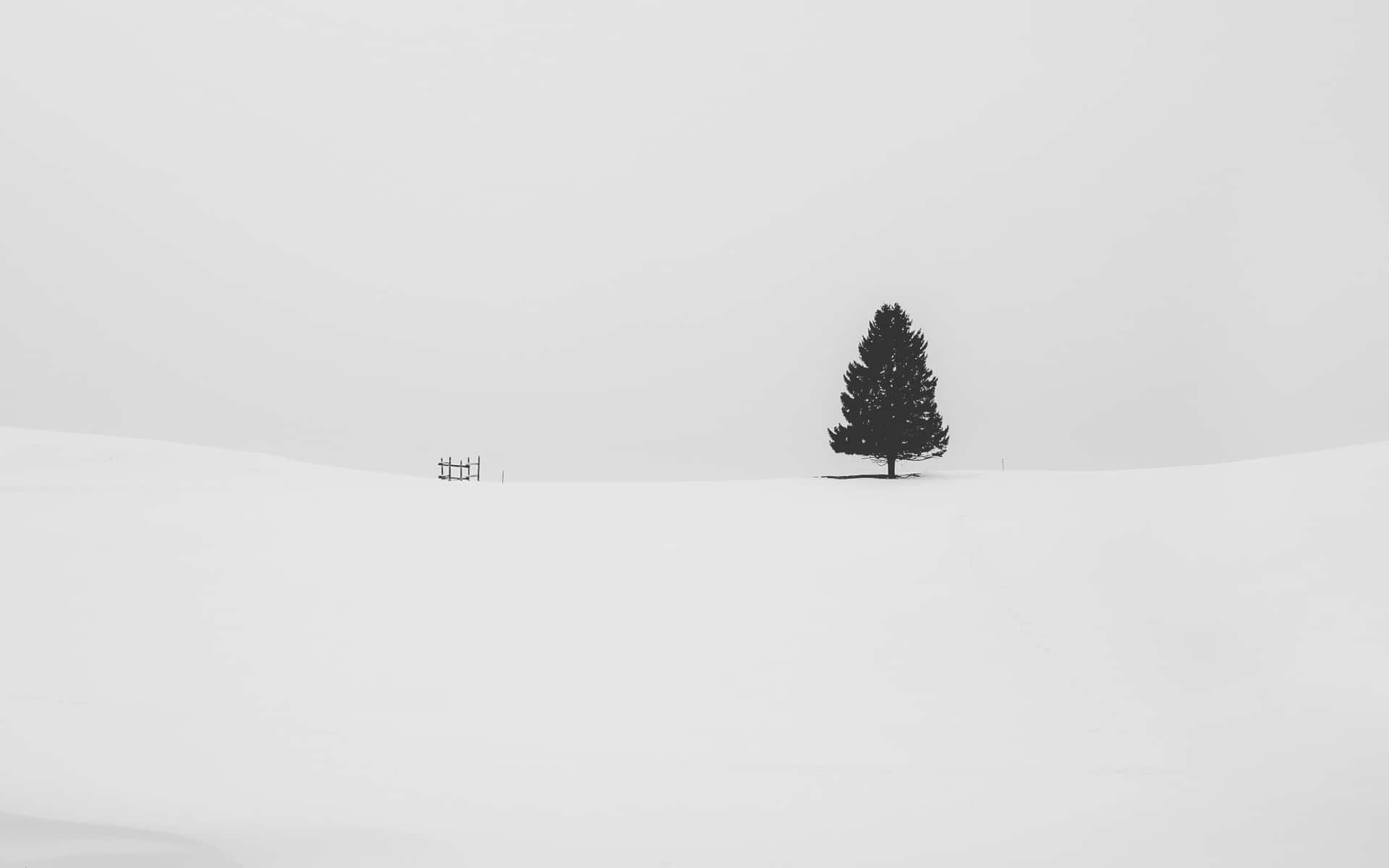 A minimalist winter scene of snow-covered trees and woodland. Wallpaper