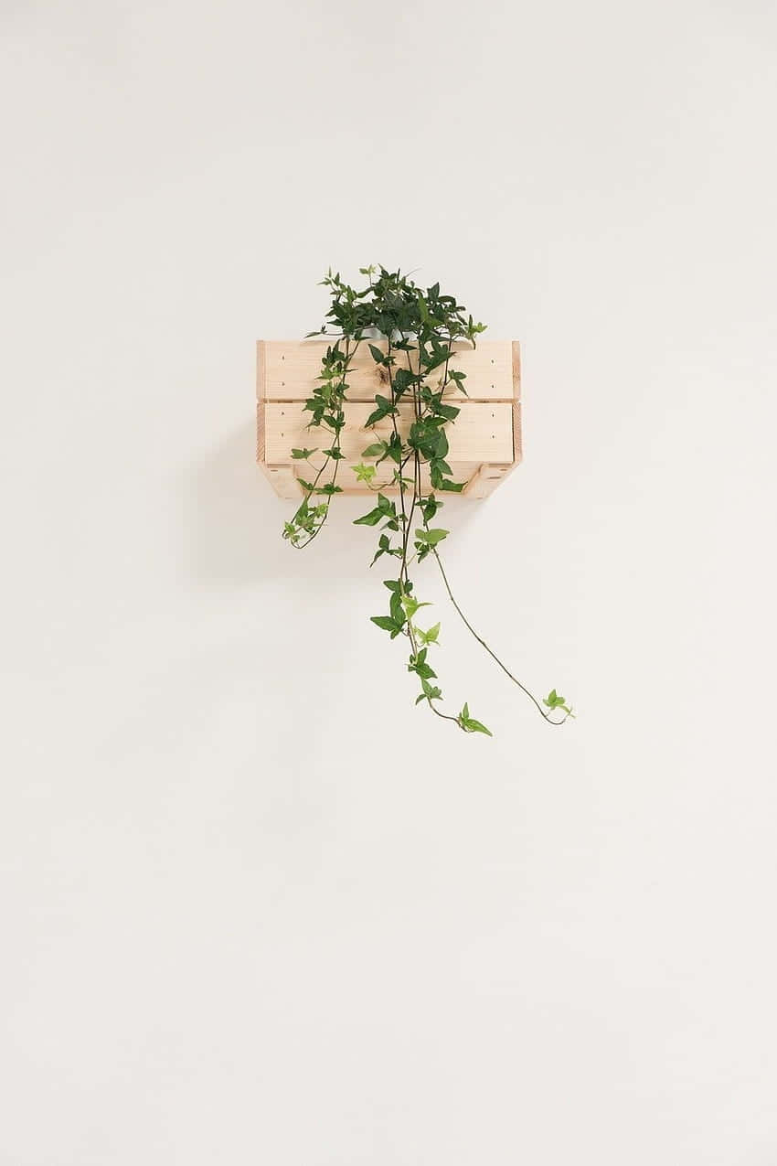 Minimalist Wooden Planter With Green Vine Wallpaper