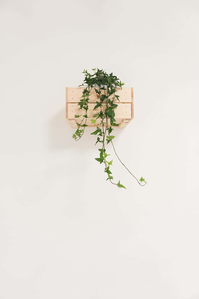 Minimalist Wooden Planter With Ivy Wallpaper