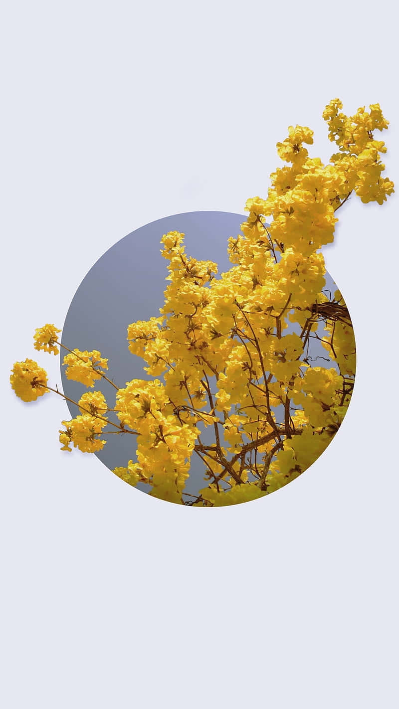Minimalist Yellow Flowers Circle Frame Wallpaper