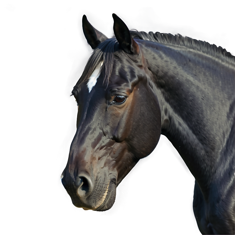 Minimalistic Black Horse Sketch Png Uwe68 PNG