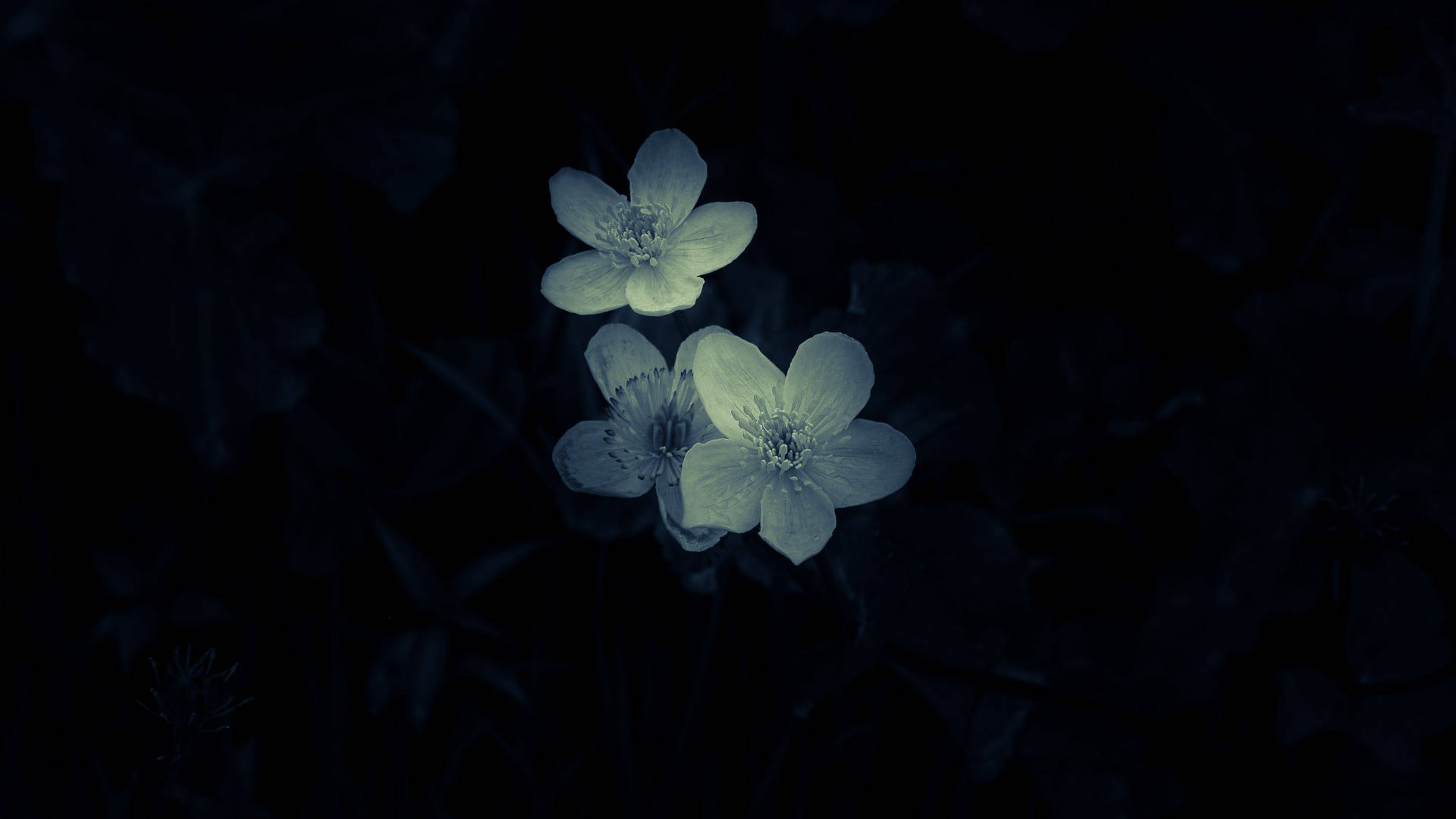 Minimalistic Macro Flower Photography