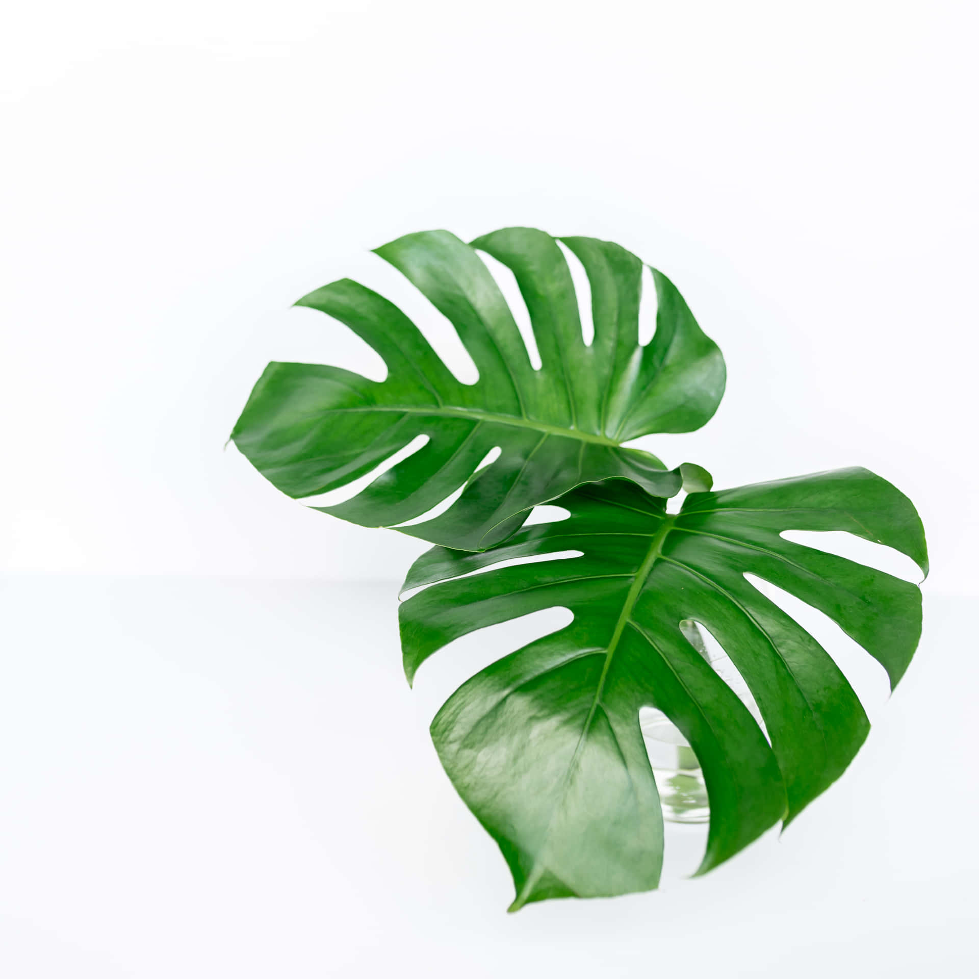 Minimalistic Tropical Monstera Plant Leaves Wallpaper