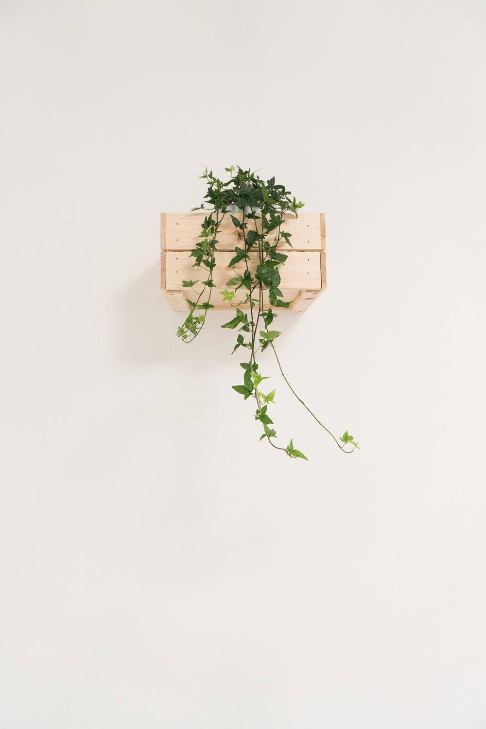 Minimalistisk Æstetisk Hængende Plante Wallpaper