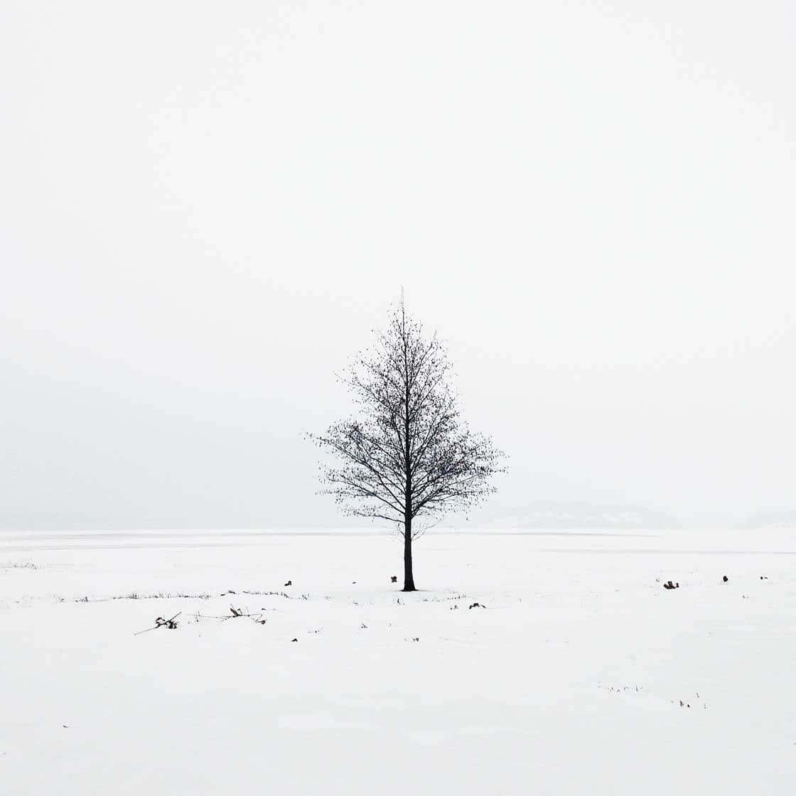 Minimalistisk træ i snebilleder