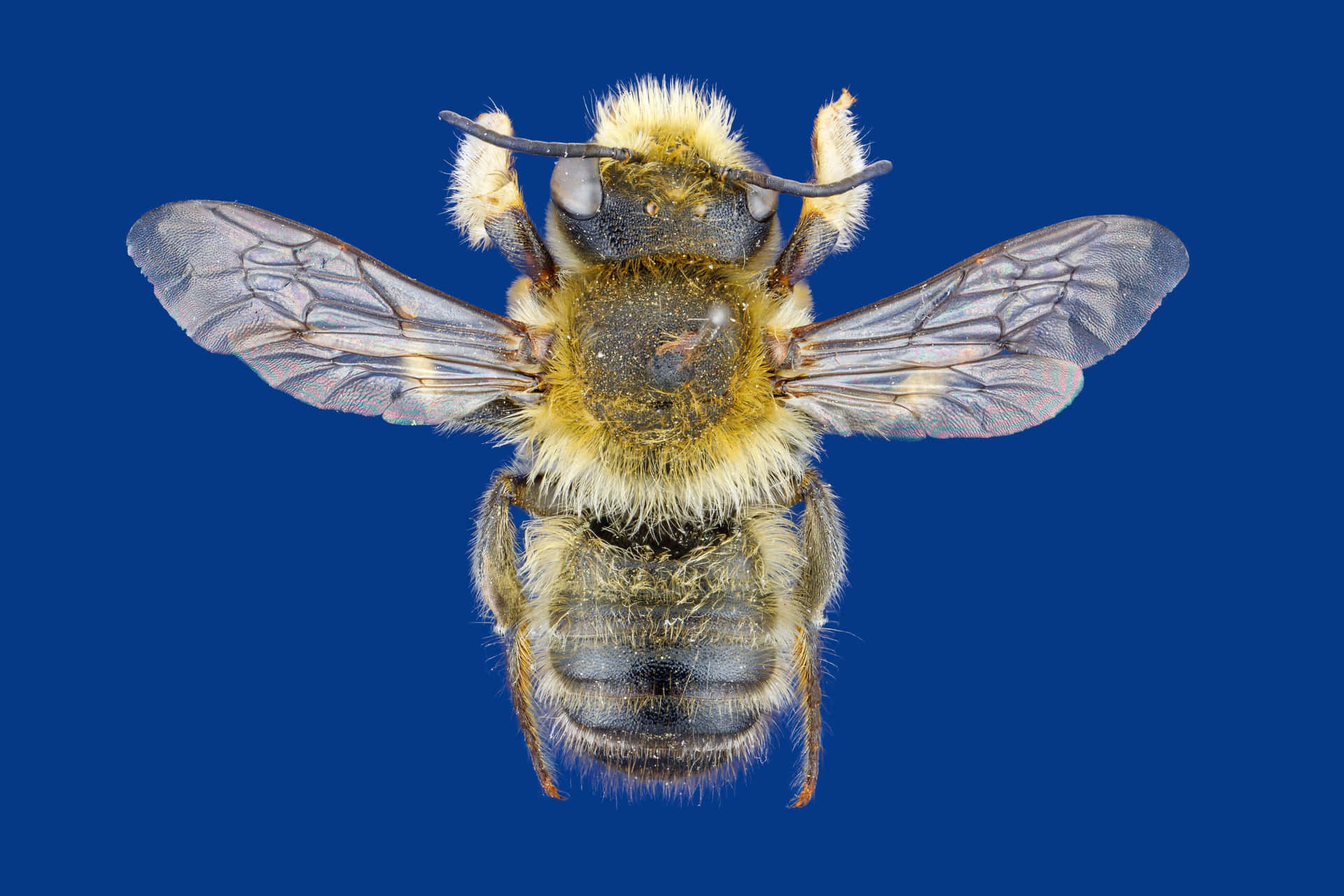 Mining Bee Specimen Against Blue Background Wallpaper