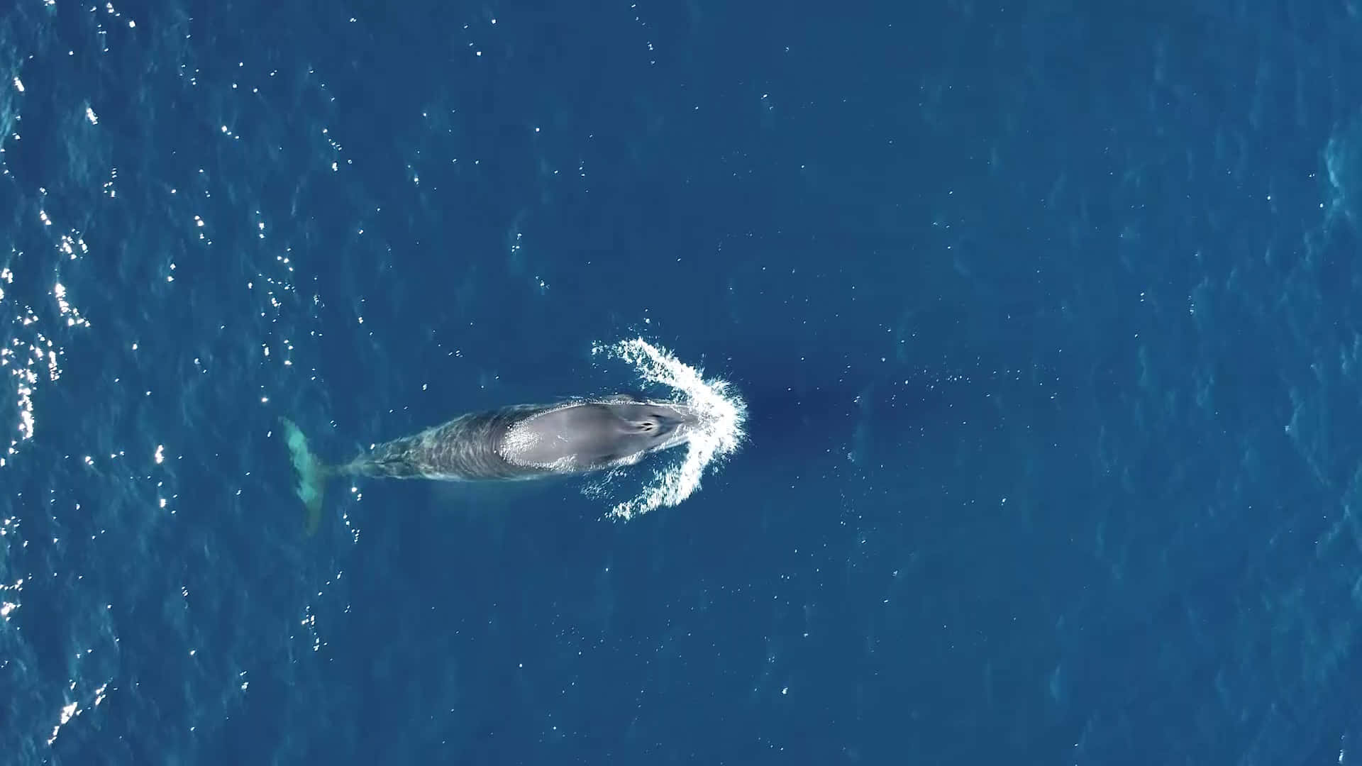 Minke Whale Aerial View Wallpaper