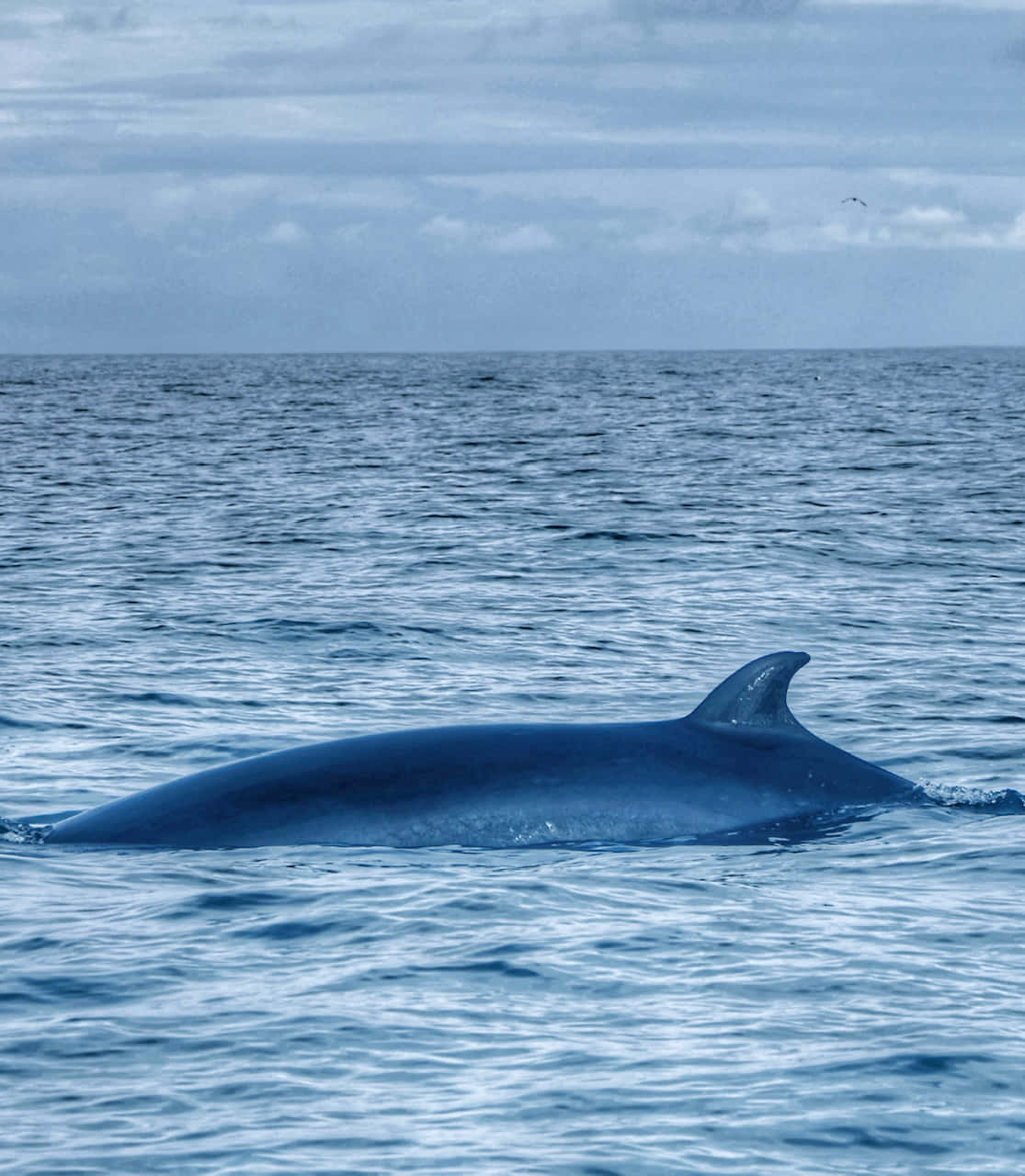 Minke Whale Surfacing Ocean Wallpaper