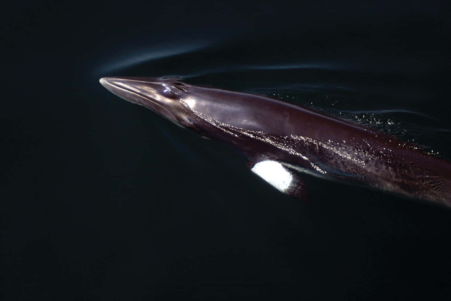 Minke Whale Surfacingin Dark Waters Wallpaper