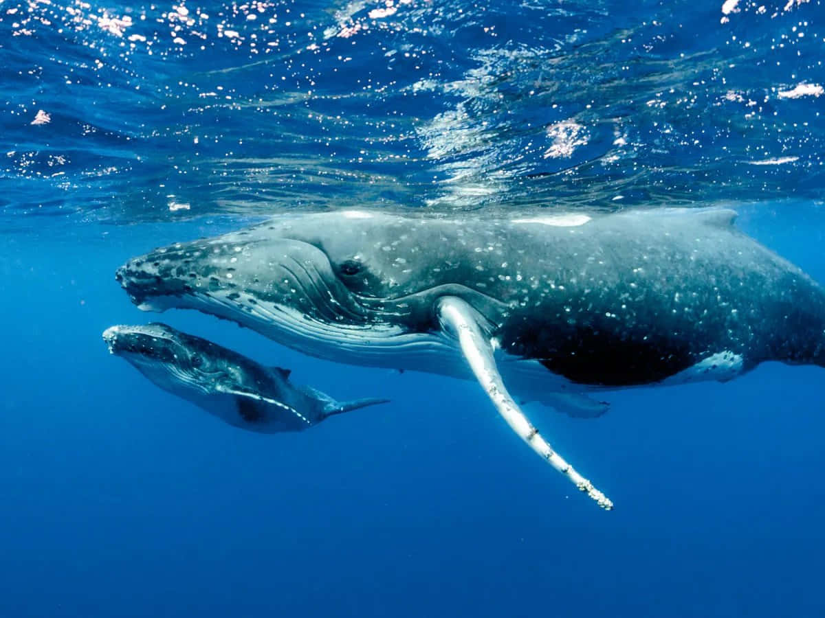 Minke Whale Underwater Beauty Wallpaper
