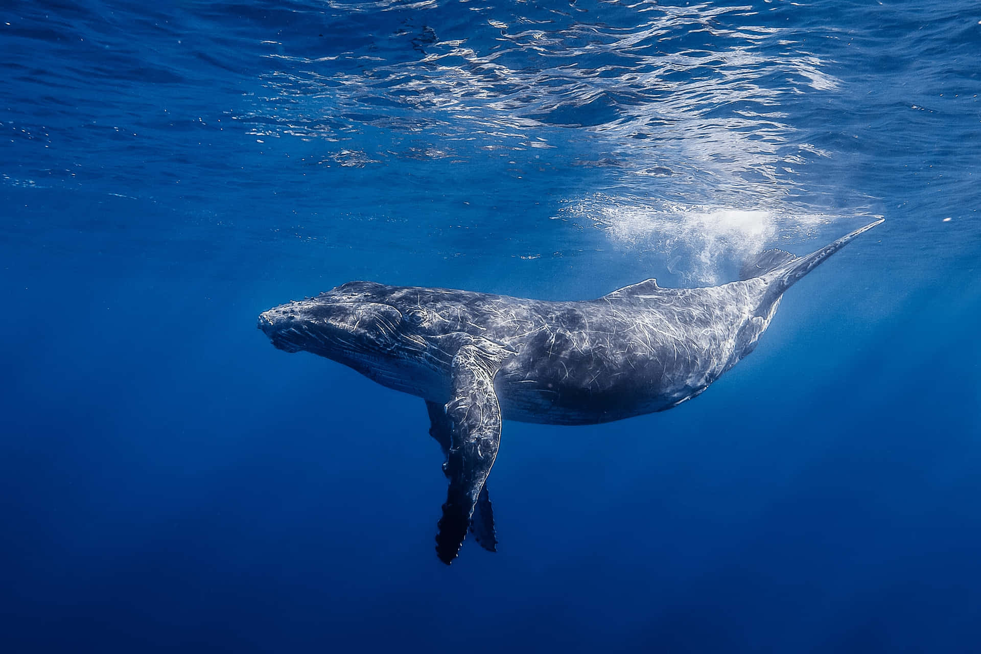 Minke Whale Underwater Grace.jpg Wallpaper