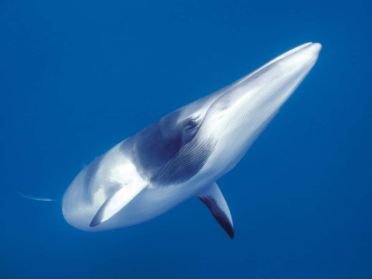 Minke Whale Underwater Grace Wallpaper