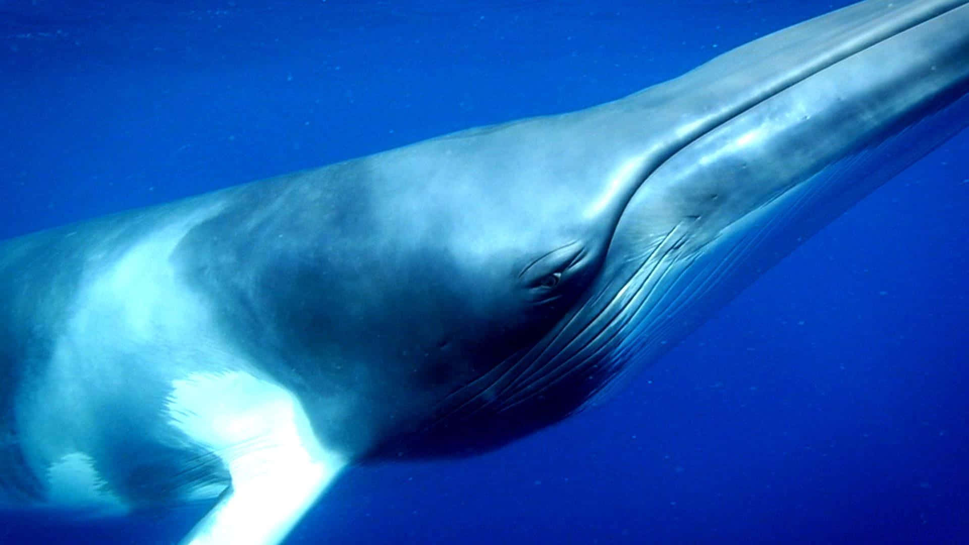 Minke Whale Underwater Graceful Swim.jpg Wallpaper