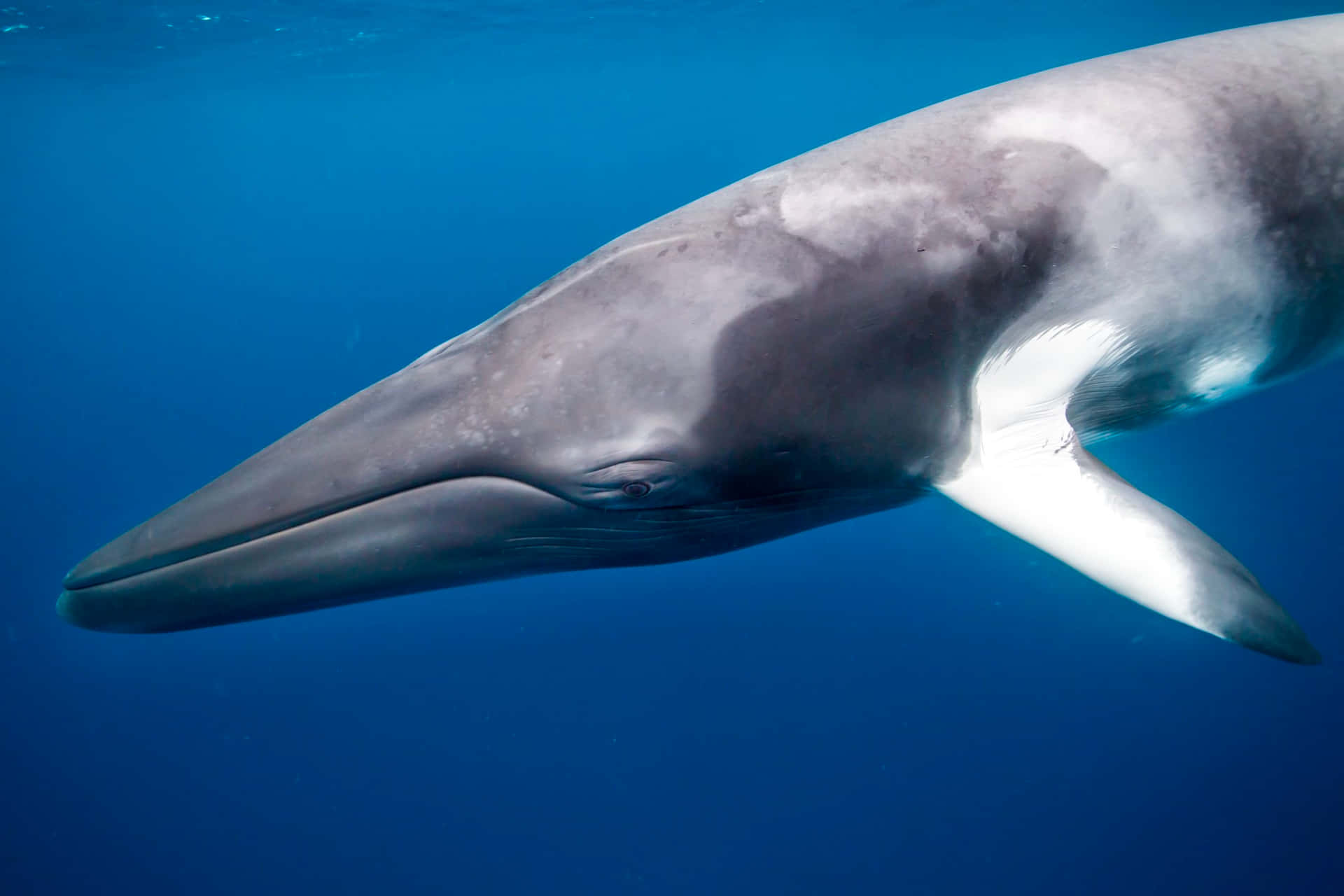 Minke Whale Underwater Graceful Swim.jpg Wallpaper