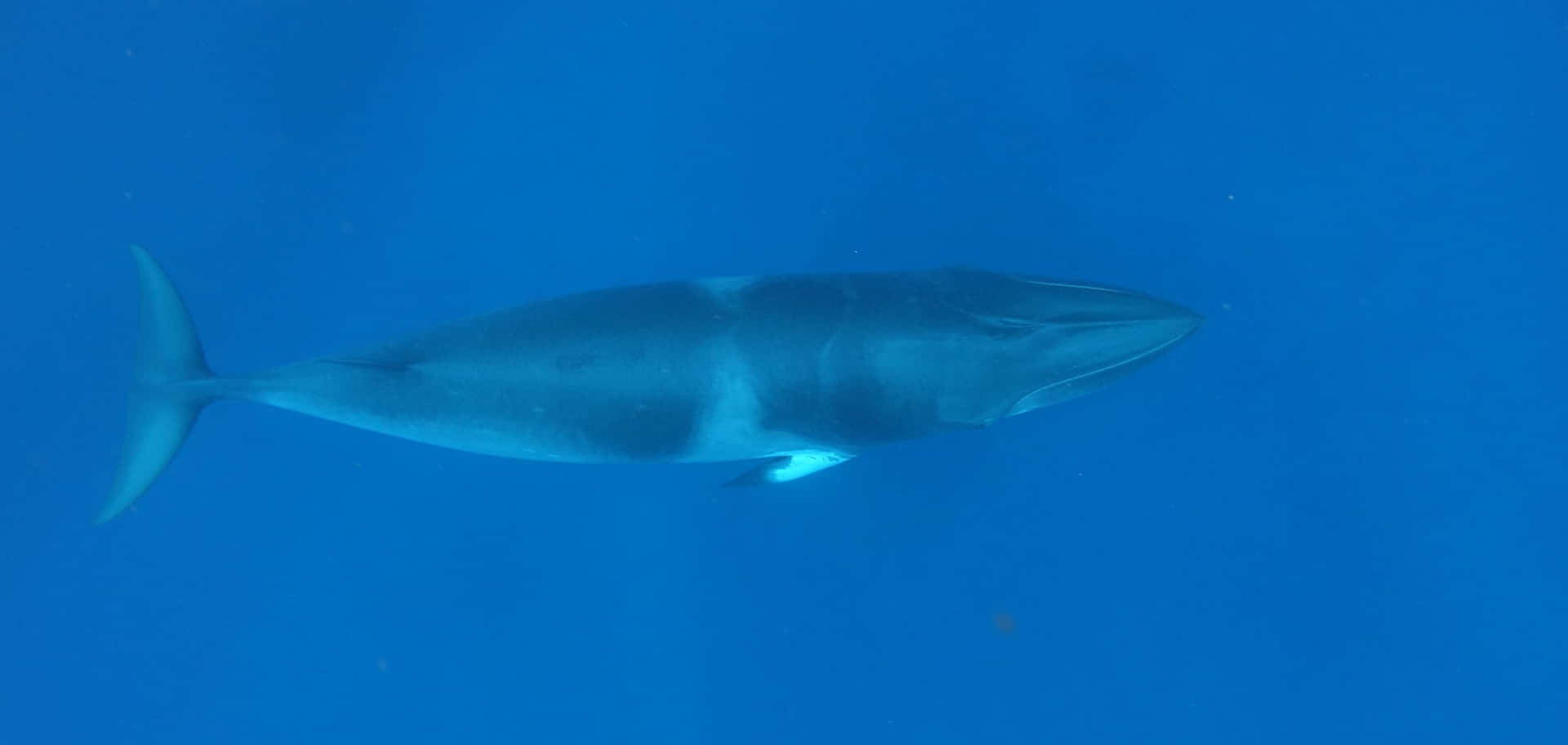 Minke Whale Underwater Graceful Swim Wallpaper