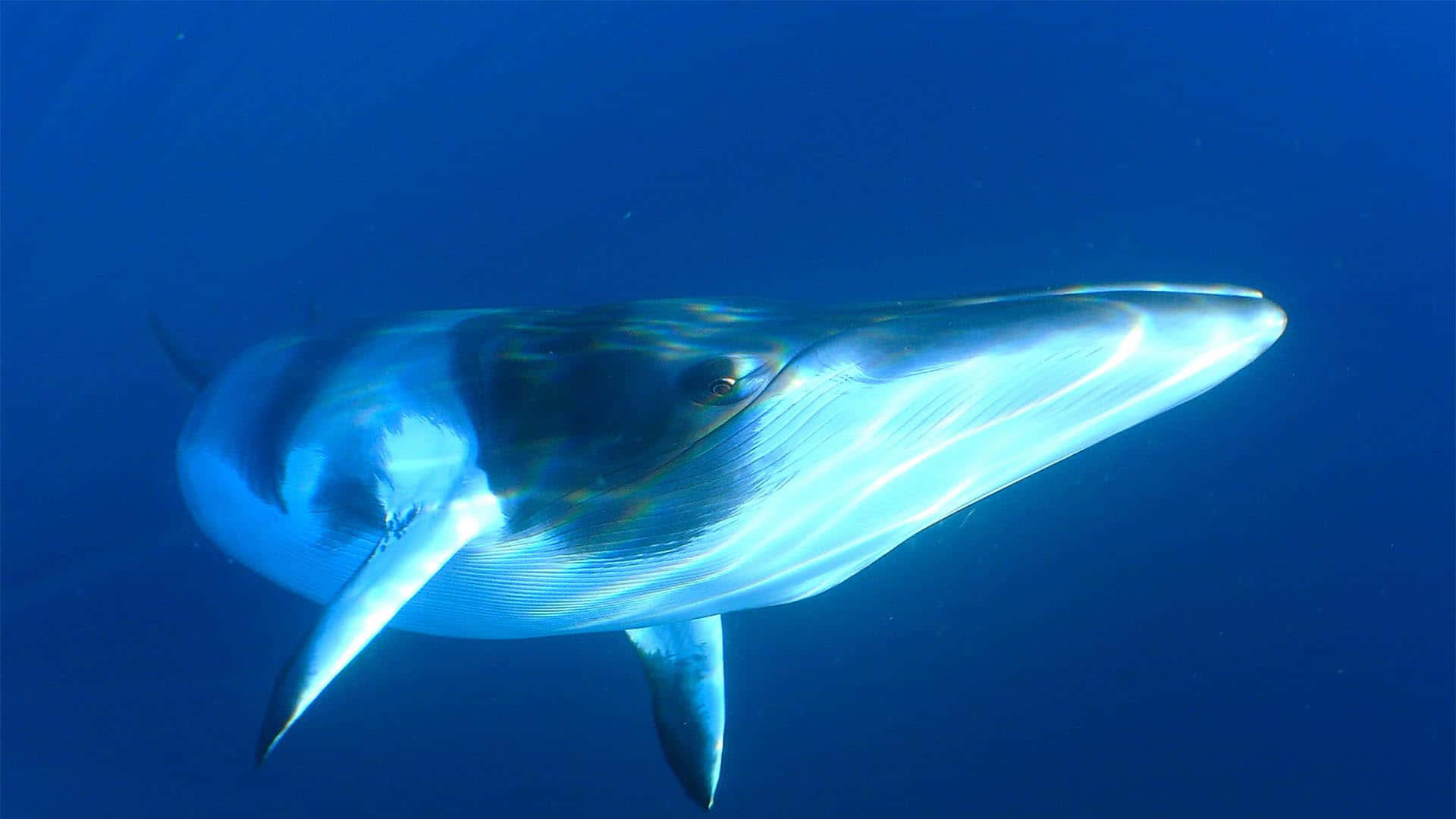 Minke Whale Underwater Graceful Swim Wallpaper