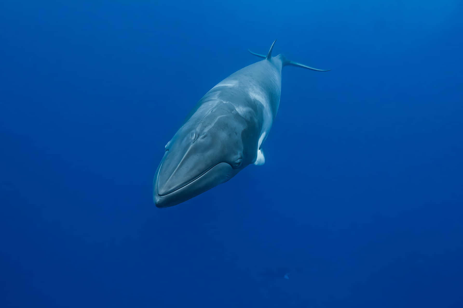 Minke Whale Underwater Portrait Wallpaper