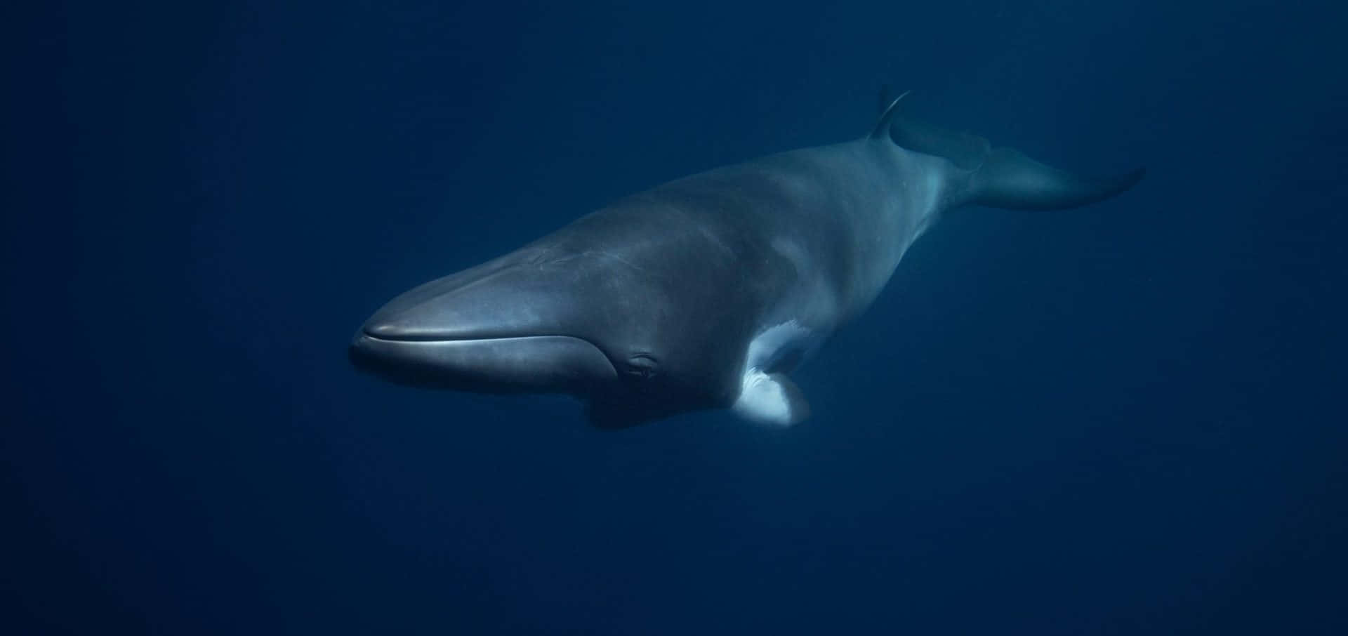 Minke Whale Underwater Serenity Wallpaper
