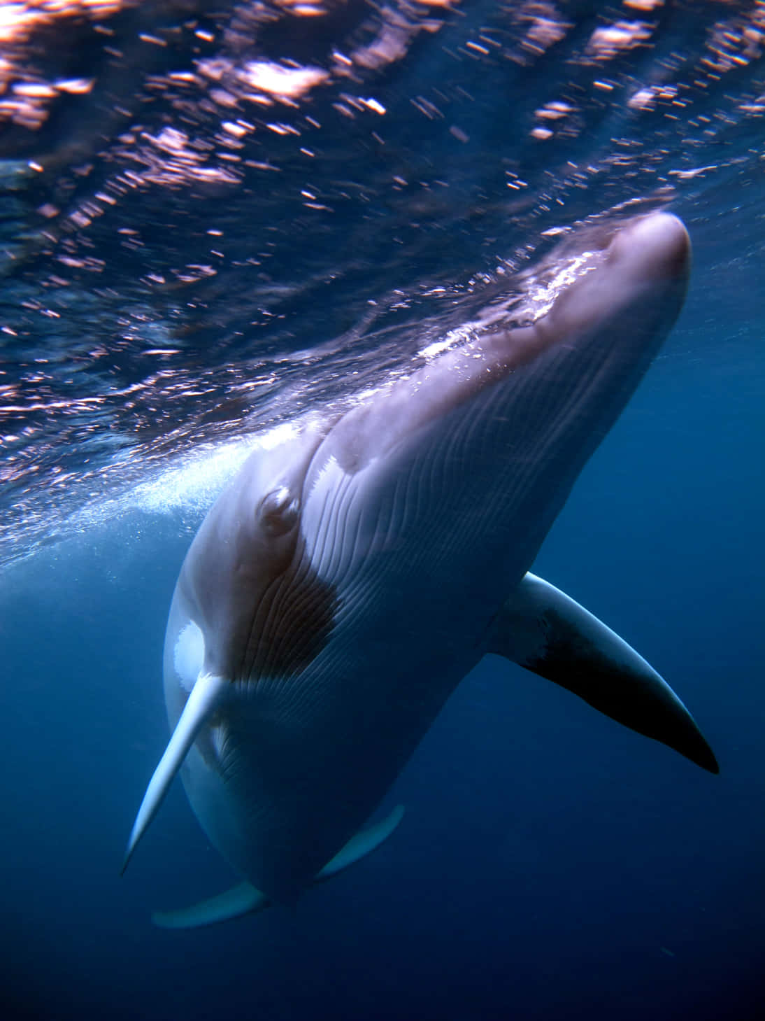 Minke Whale Underwater Swim Wallpaper