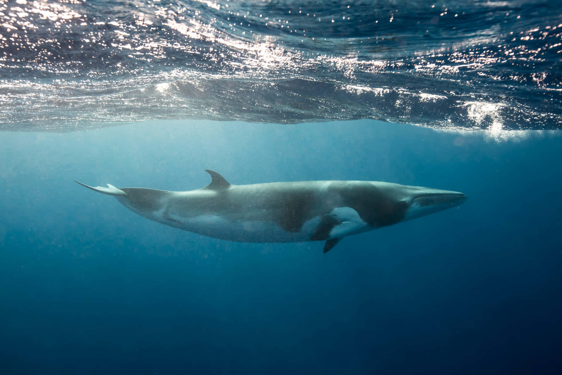 Minke Whale Underwater Wallpaper