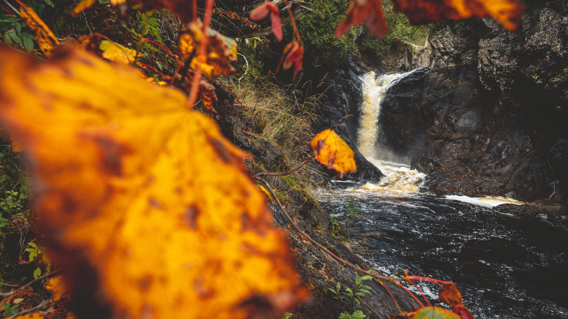 Minnesota Forest In Autumn Wallpaper