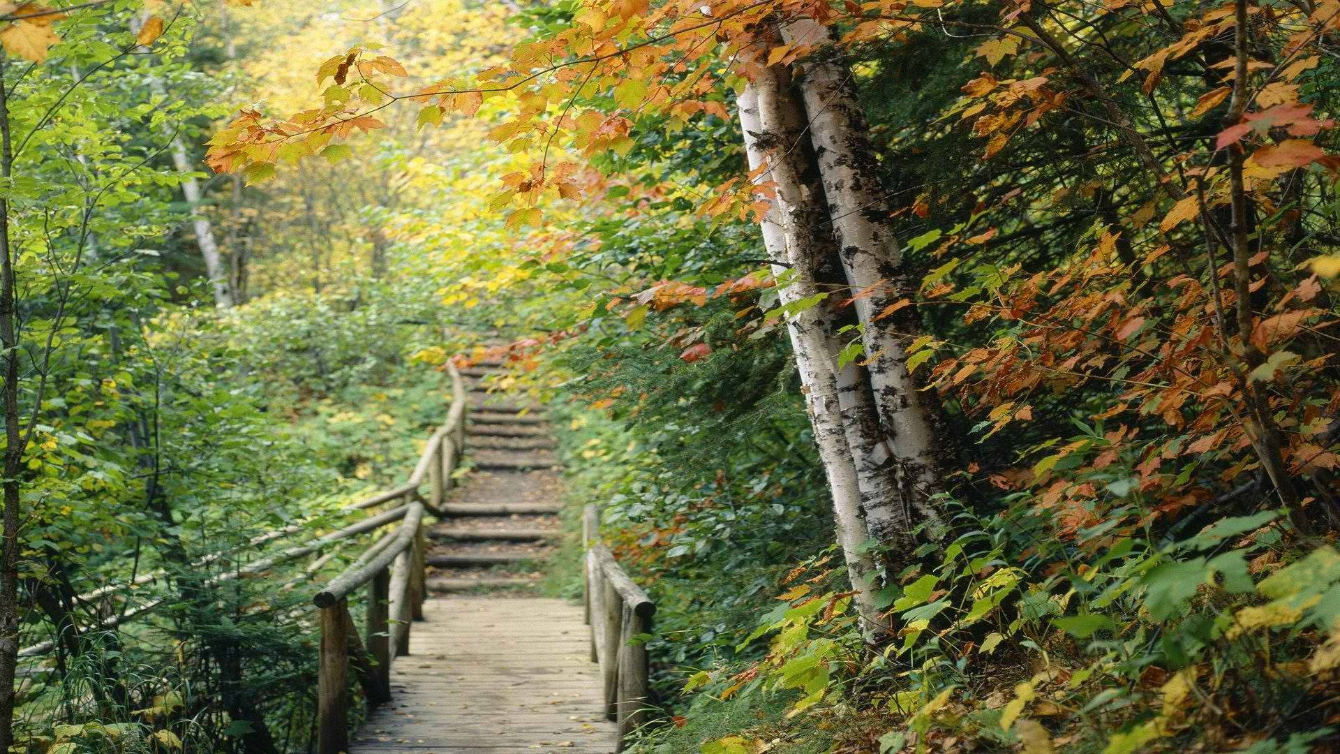 Minnesota Hidden Forest Trail