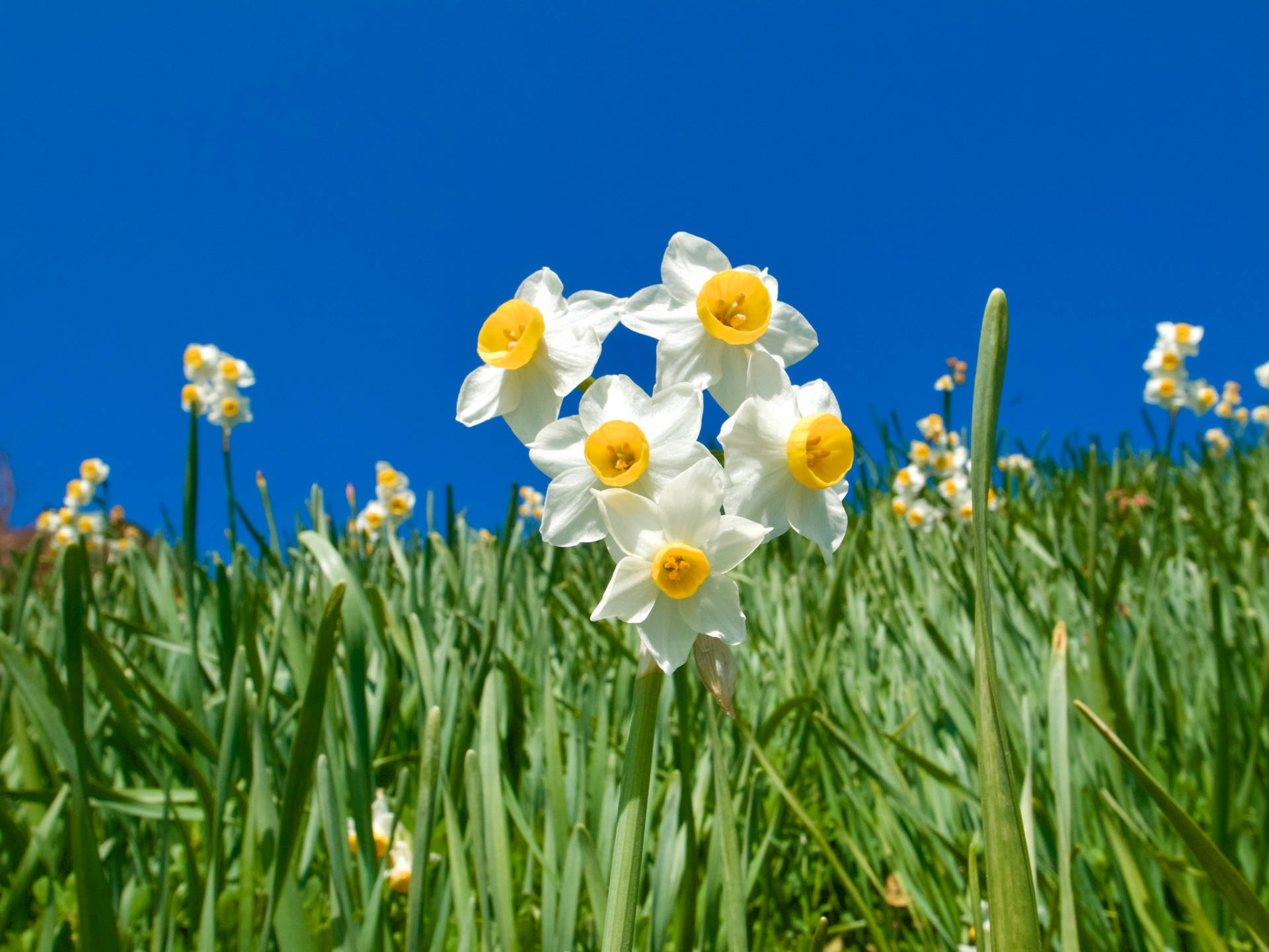 Minnow Daffodils At Fields