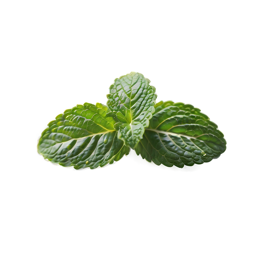 Three glossy mint leaves with light glow on green background