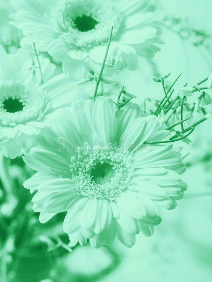 Mint Green Aesthetic Flowers Wallpaper