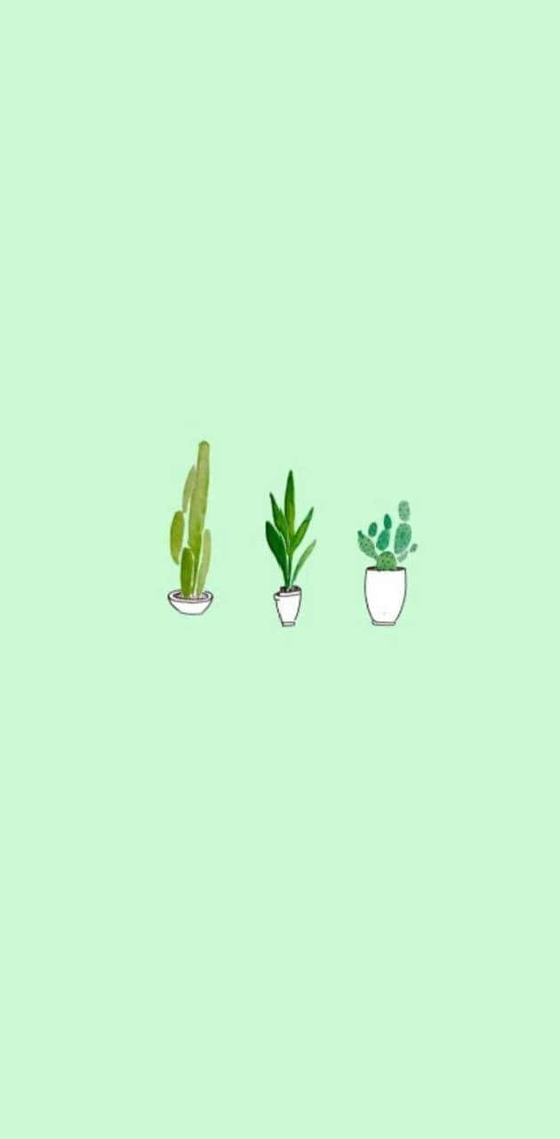 Mint Green Backgroundwith Potted Plants Wallpaper